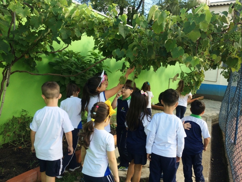 Educação Infantil estuda as árvores frutíferas